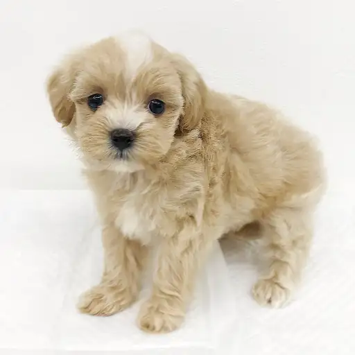 MIX（トイプードル×マルチーズ）