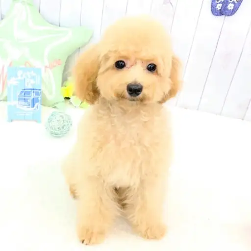 トイ・プードル