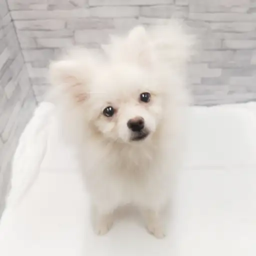 MIX（チワワ×ポメラニアン）