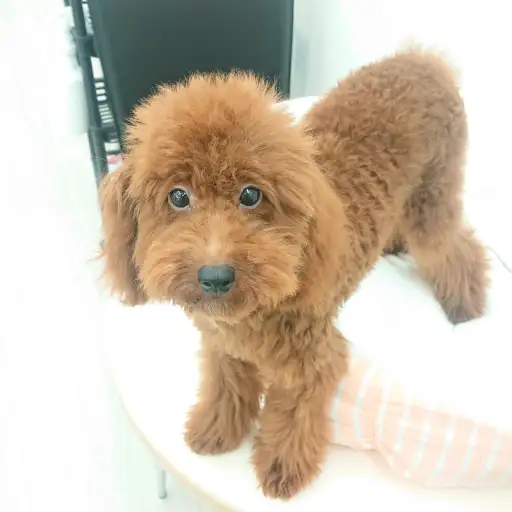 トイ・プードル