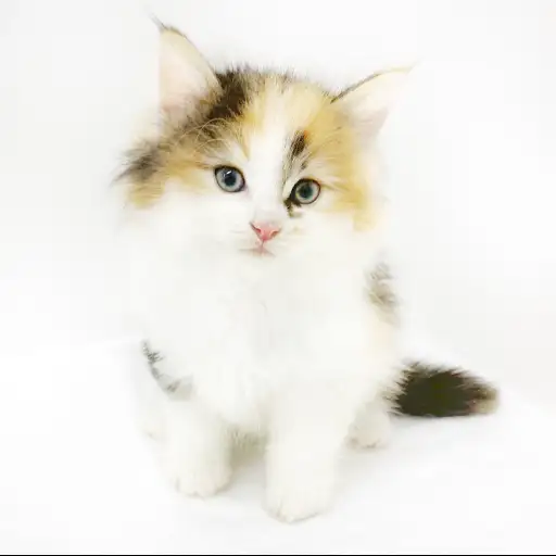 ノルウェージャンフォレストキャット