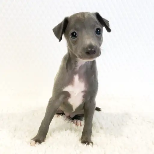 イタリアングレーハウンド