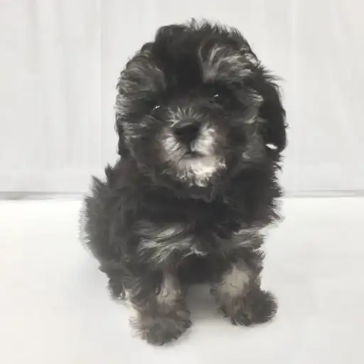 トイ・プードル