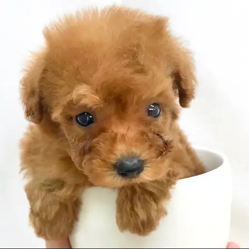 トイ・プードル