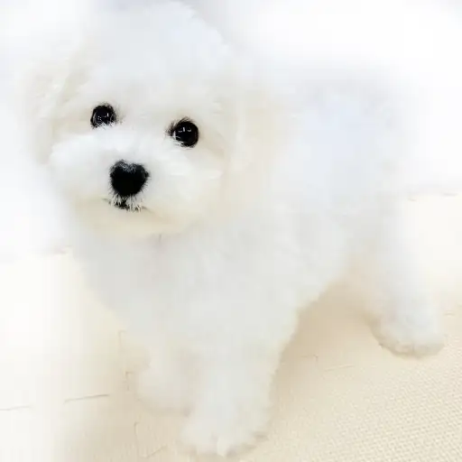 ビションフリーゼ