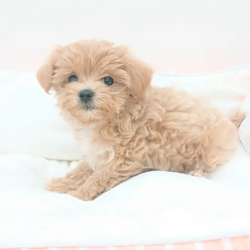 MIX（トイプードル×マルチーズ）