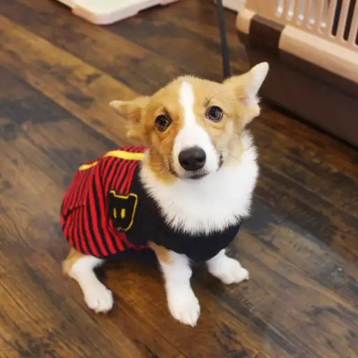 ウェルシュコーギーペンブローク