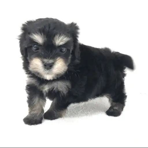 MIX（トイプードル×マルチーズ）