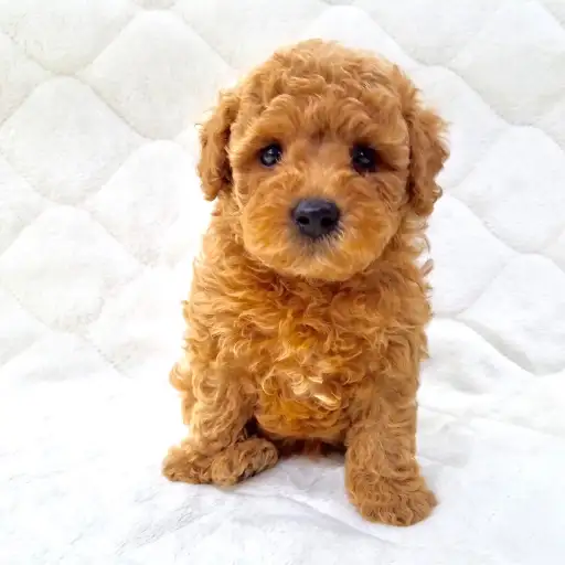 トイ・プードル