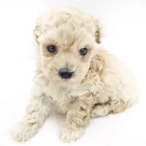 MIX（トイプードル×マルチーズ）