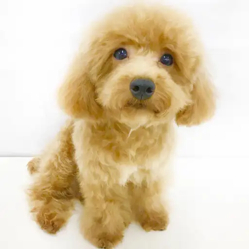 トイ・プードル