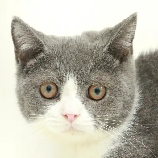 ブリティッシュショートヘア