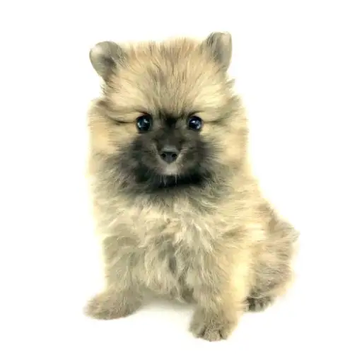 ポメラニアン