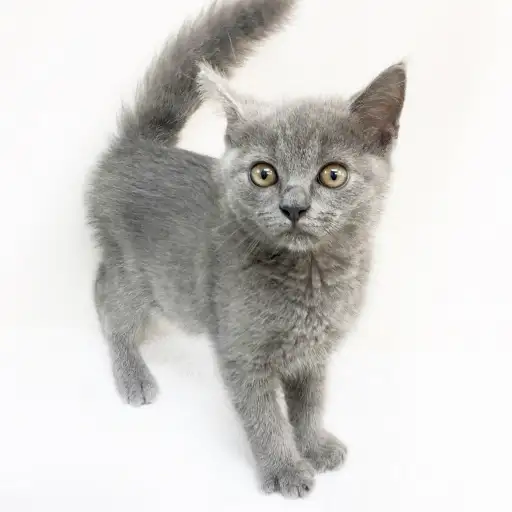 ブリティッシュショートヘア