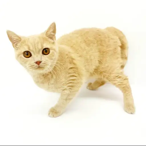 ブリティッシュショートヘア