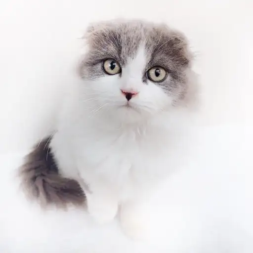 スコティッシュフォールド