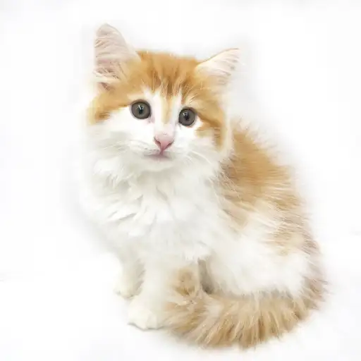 ノルウェージャンフォレストキャット