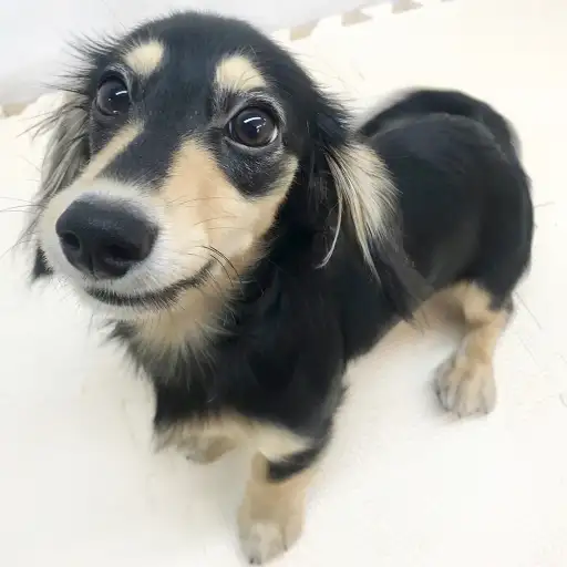 カニンヘン・ダックスフント