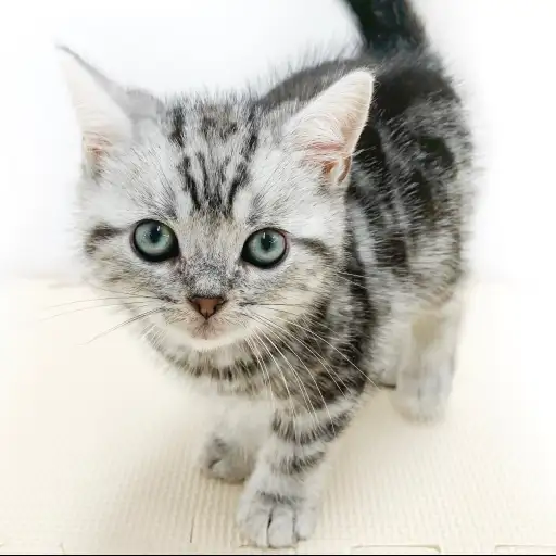 アメリカンショートヘア