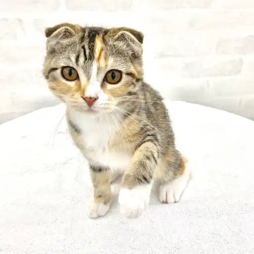 スコティッシュフォールド