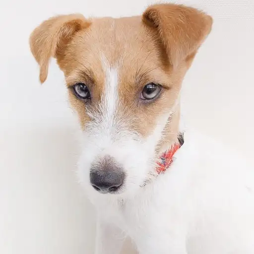 ジャックラッセルテリア