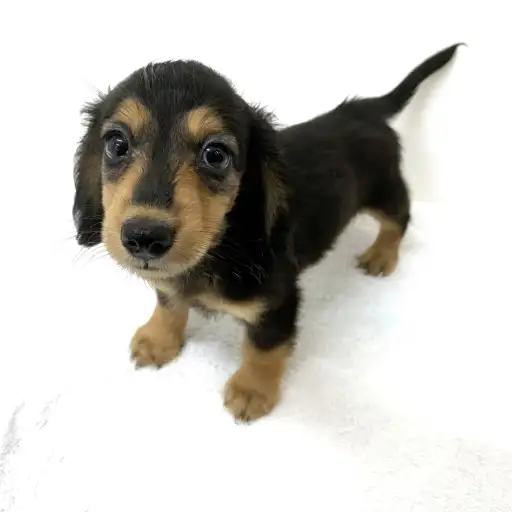 カニンヘン・ダックスフント