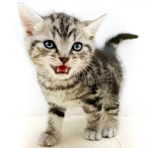 アメリカンショートヘア