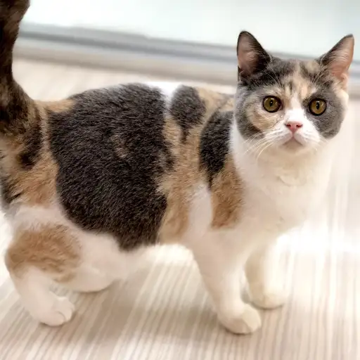 ブリティッシュショートヘア