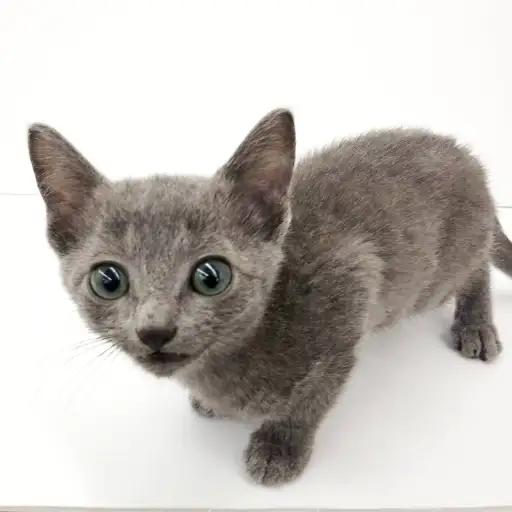 ロシアンブルー