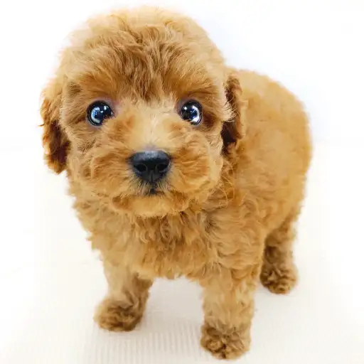 トイ・プードル