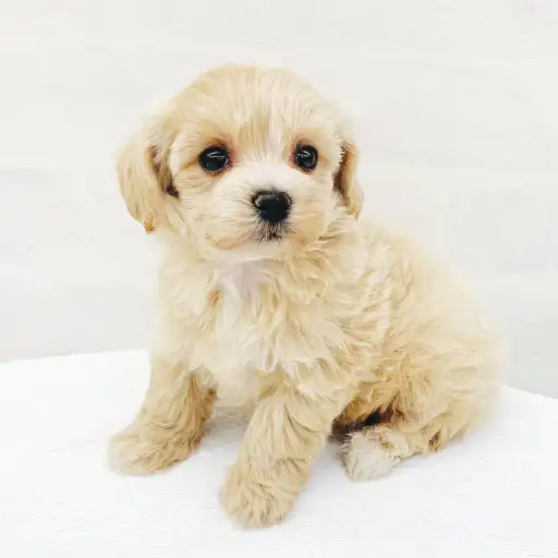 MIX（トイプードル×マルチーズ）