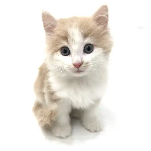 ノルウェージャンフォレストキャット