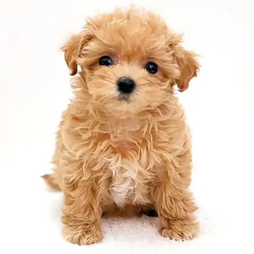 MIX（トイプードル×マルチーズ）