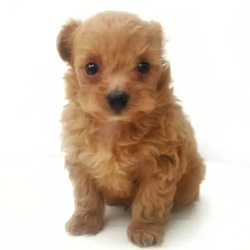 MIX（トイプードル×チワワ）