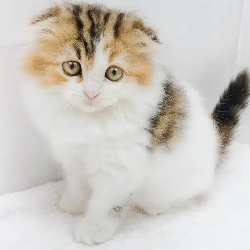 スコティッシュフォールド