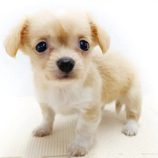 MIX（チワワ×ダックスフント）