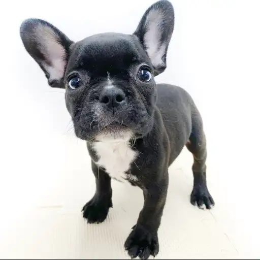 フレンチブルドッグ