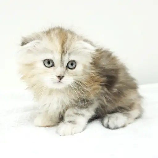 スコティッシュフォールド