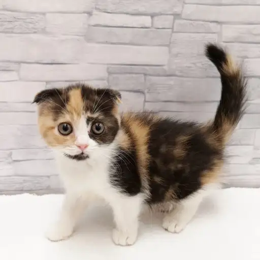 スコティッシュフォールド