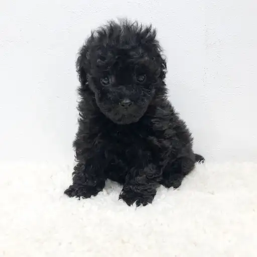 トイ・プードル