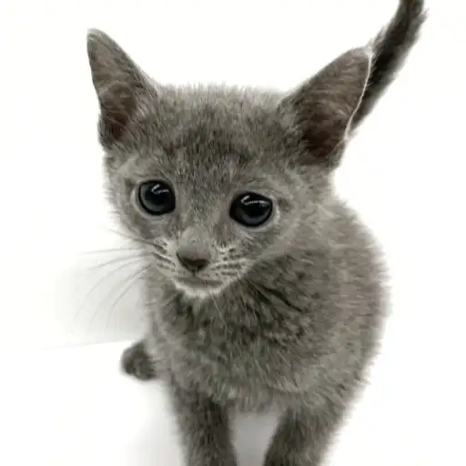 ロシアンブルー