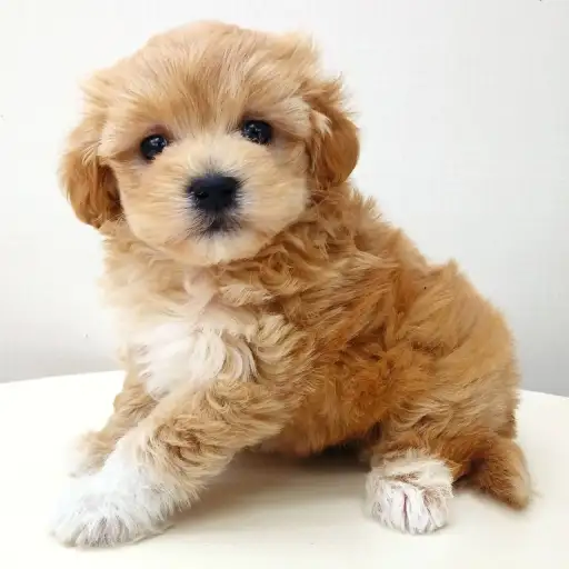 MIX（マルチーズ×トイプードル）