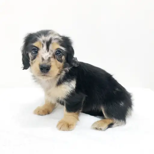 カニンヘン・ダックスフント