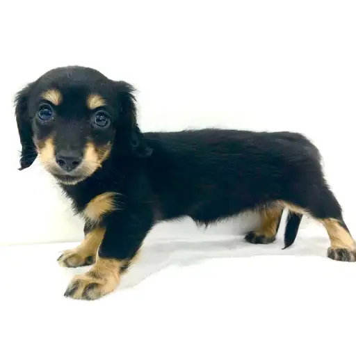 ミニチュア・ダックスフント