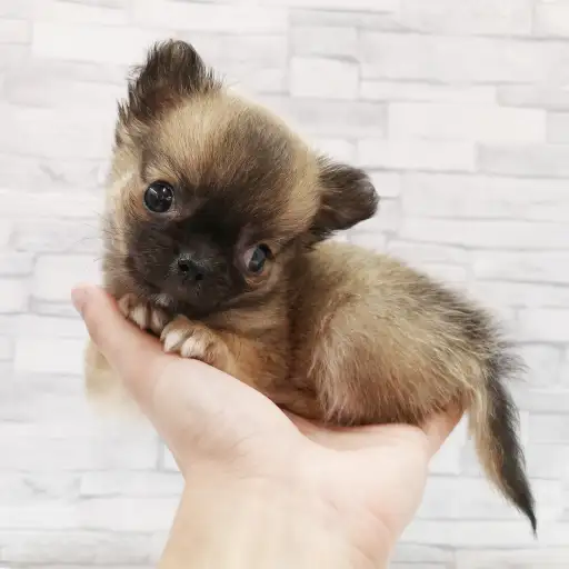 MIX（チワワ×ポメラニアン）