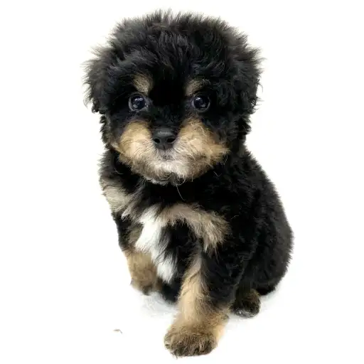 MIX（トイプードル×チワワ）