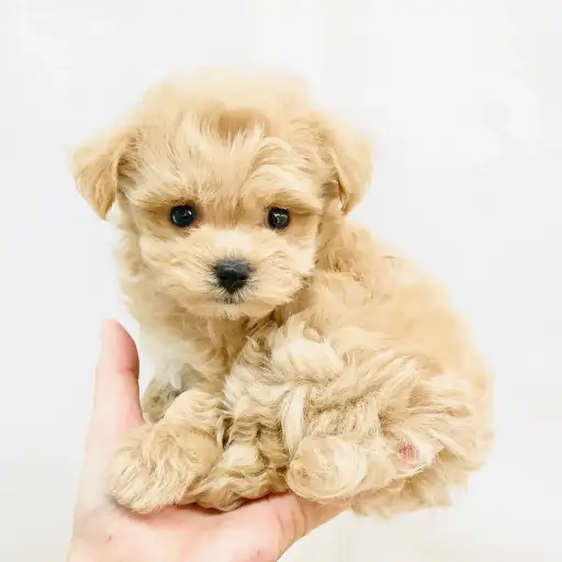 MIX(トイプードル×マルチーズ)