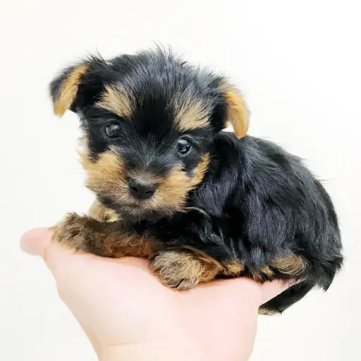 ヨークシャーテリア