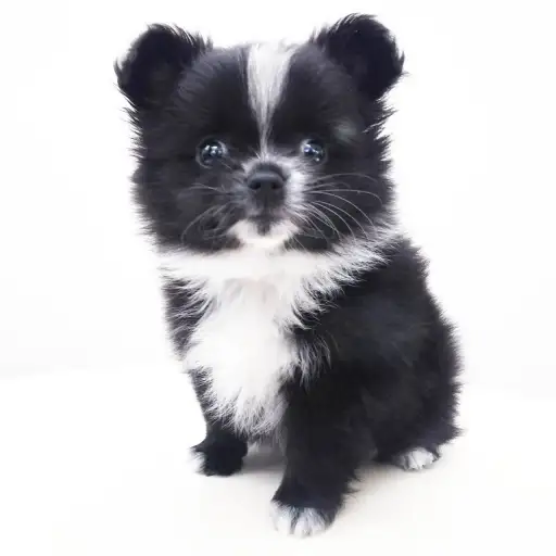 MIX（チワワ×ポメラニアン）