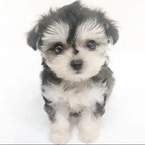 MIX（トイプードル×チワワ）